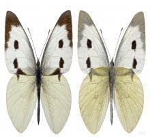 adult-fluturele-alb-al-verzei