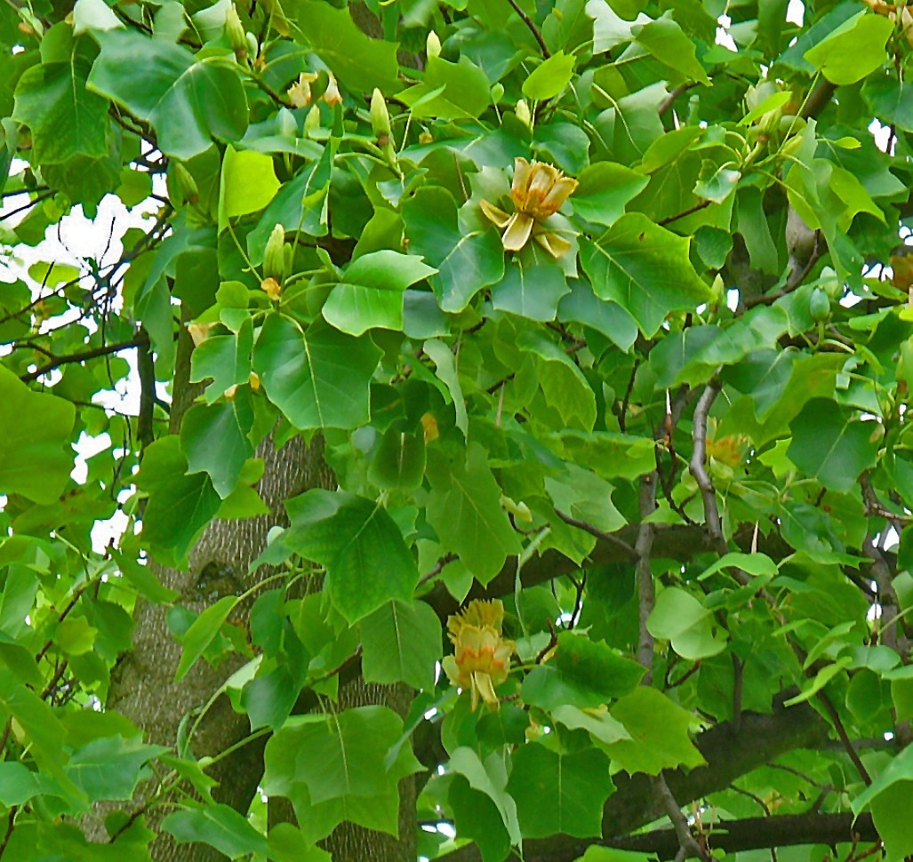 arborele-lalea-frunze