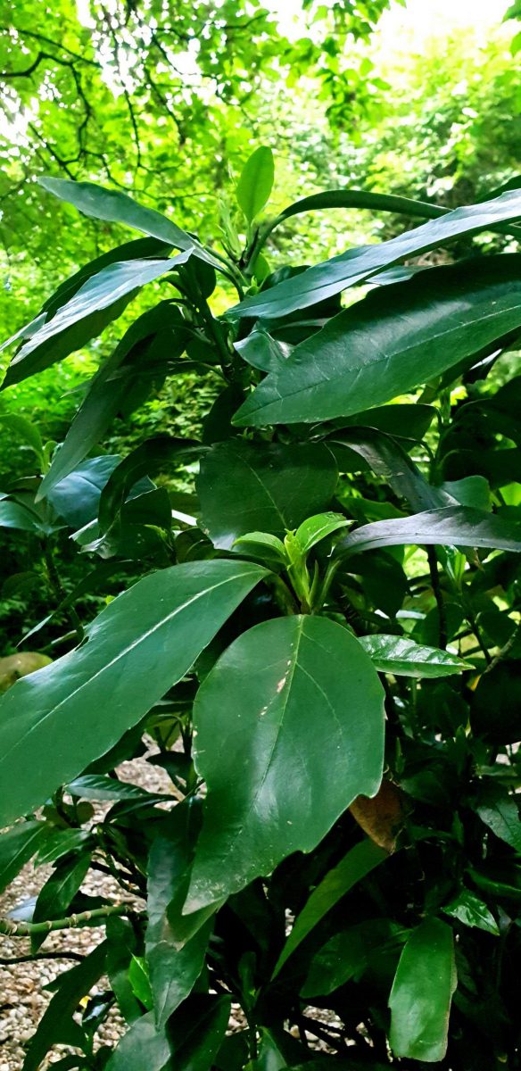 aucuba-japonica-crassifolia