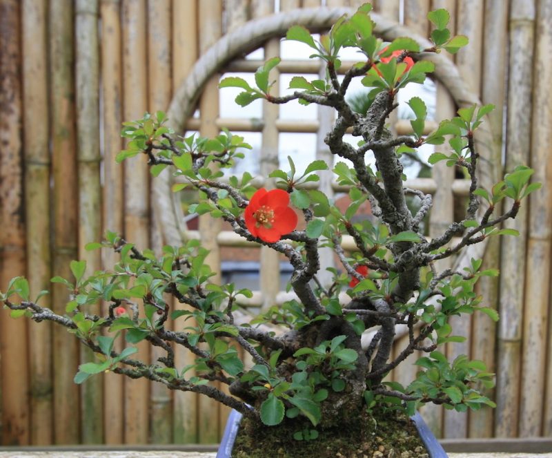 gutui-japonez-bonsai