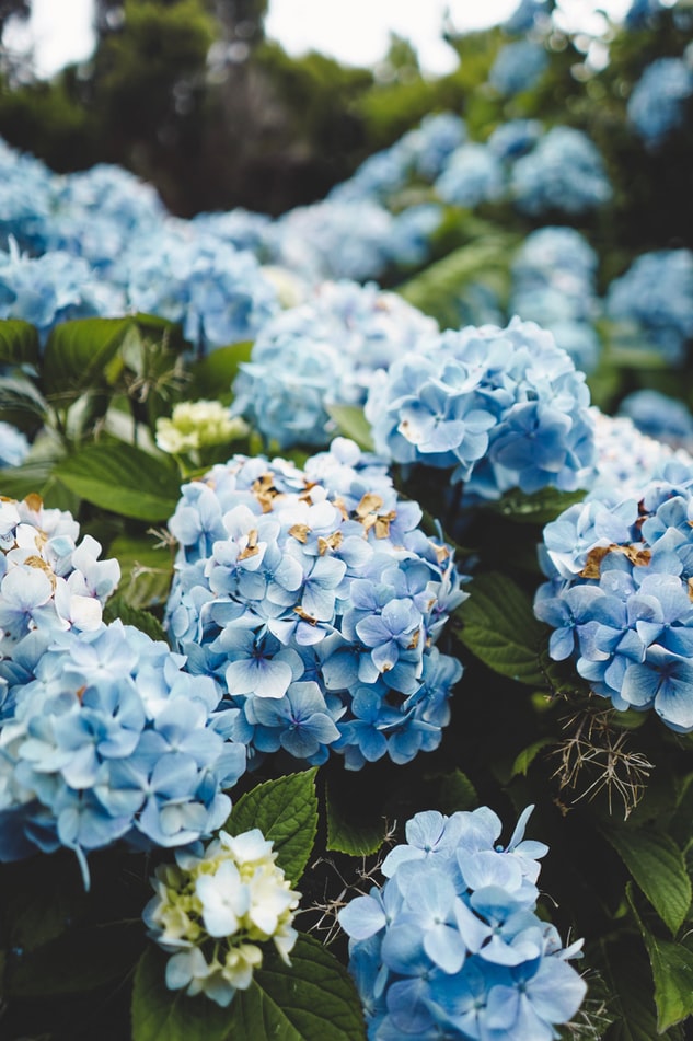 hortensia-flori-albastre