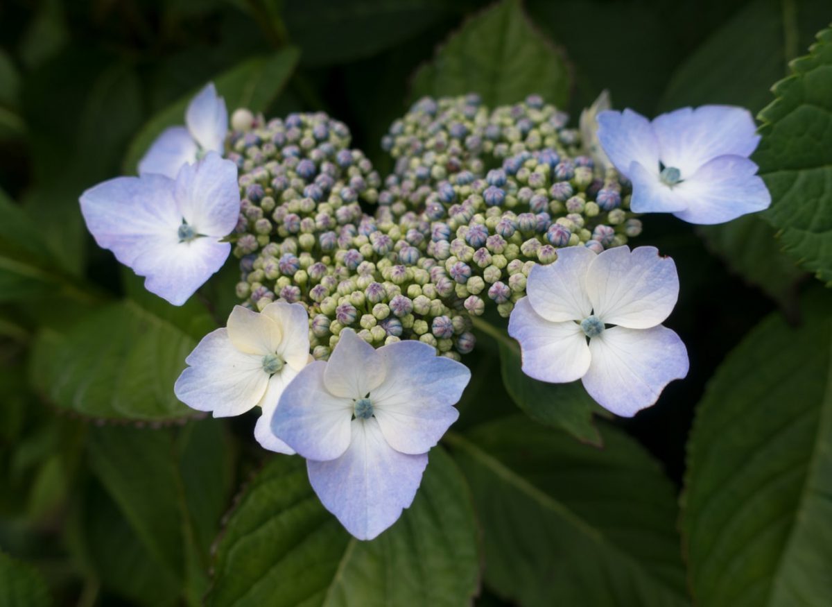hidrangea-flori-varietati