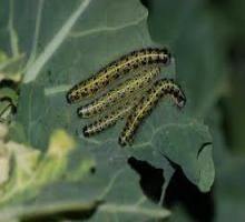 larva-fluturele-alb-tratament-insecticide