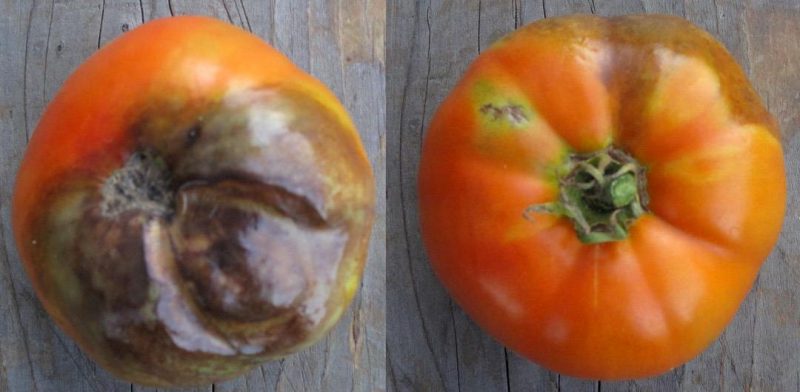 mana-tomatelor-simptome-frunze