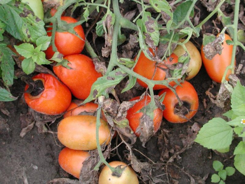 patarea-bruna-a-frunzelor-de-tomate-tratamente