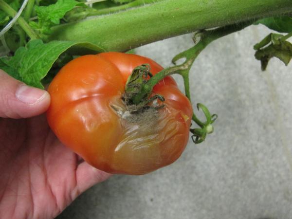 putregai-cenusiu-tomate-tratament