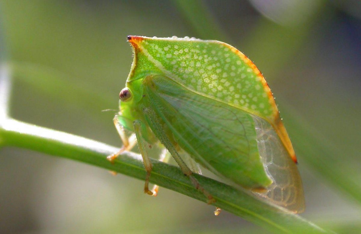 cicada-gheboasa-atac-ciresul-prunus-avium
