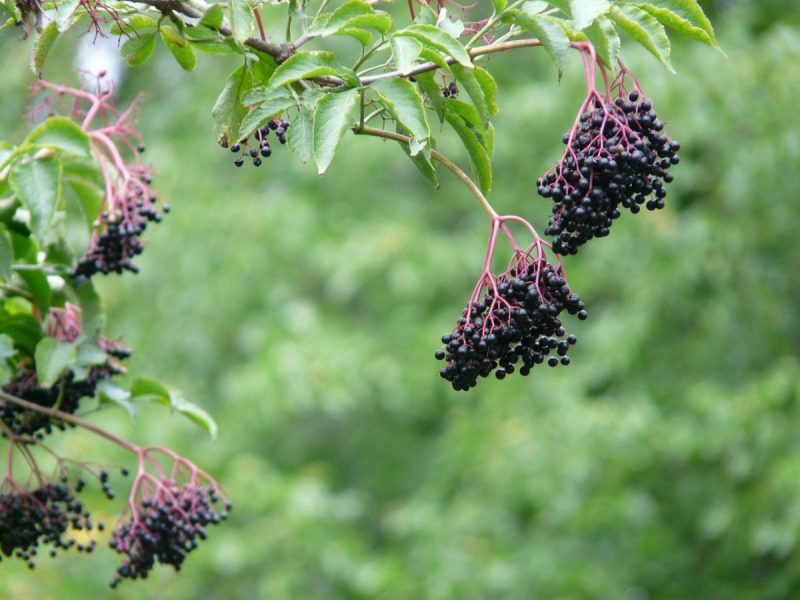 socul-negru-fructe