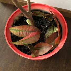 croton – cadere frunze dupa transplantare