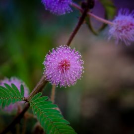 Sfaturi, ingrijire, cultivare Mimoza (Mimosa pudica) Comunitatea Botanistii