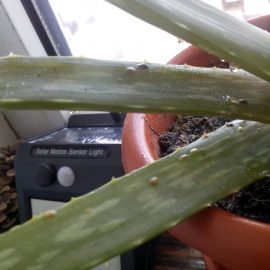 Aloe vera – paduchi testosi