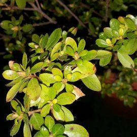 Azalea Japonica - frunze ingalbenite, cloroza
