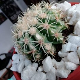 cactus cu pete pe tulpina