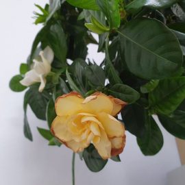 Gardenia – cum sa îngrijesc corect?