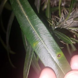 Pachypodium lamerei – frunze afectate