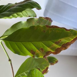 arbore de cafea – frunze uscate pe margini
