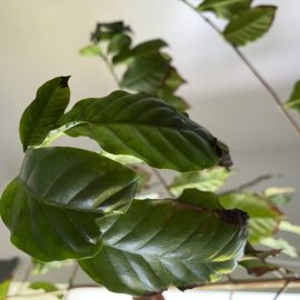 arbore de cafea – frunze uscate pe margini