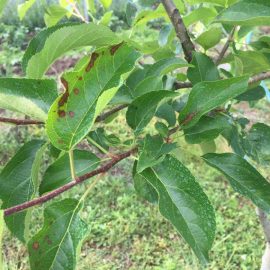 Atac si tratament măr golden – pete pe frunze