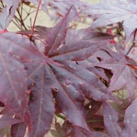 Buxus frunze galbene si artar japonez cu frunze arse