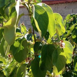 gutui tanar – fructe multe – se pot rupe ramurile?