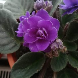 pete pufoase pe flori la violete