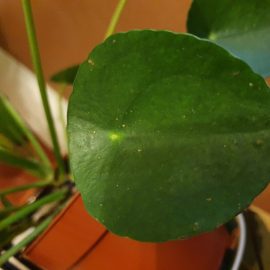 Pilea Peperomioides -frunze cu proeminente pe exterior si puncte pe interior