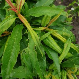 tratament nectarin – purici albi pe frunze