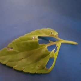 tratament salvie – frunze gaurite