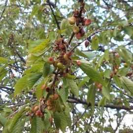 tratament visin si cires – fructe stafidite si frunze mici