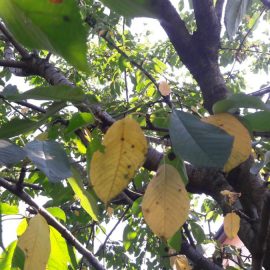cires – frunze ingalbenite si patate care cad