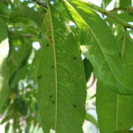 Piersic – uscare/rasucire frunze si daunatori