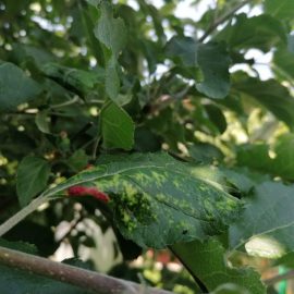 plante atacate de daunatori – afide, paduchele roz galicol