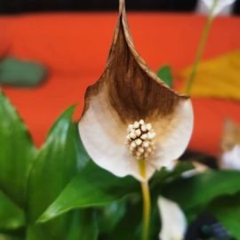 spathiphyllum – floare care se innegreste