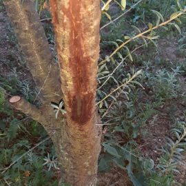 tratament rani arbusti catina – crapaturi/fisuri