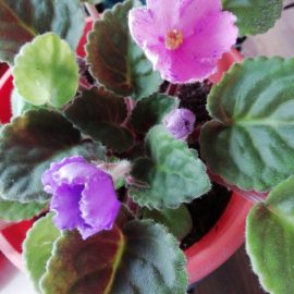Violeta Parma – flori culori diferite