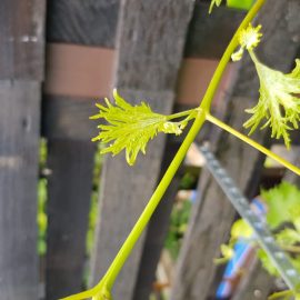 Vita de vie – dezvoltare ciudata frunze noi