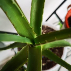 Aloe frunze noi, fără seva, aplecate