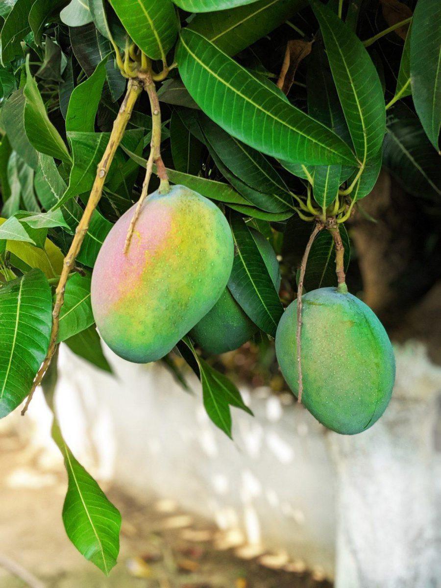 mango-sfaturi-cultivare-ingrijire
