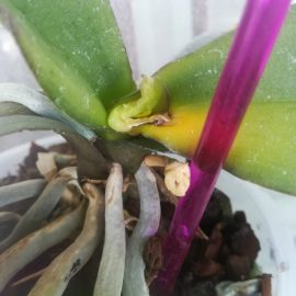 orhidee – frunze galbene la baza cu pete