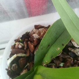 orhidee – frunze galbene la baza cu pete