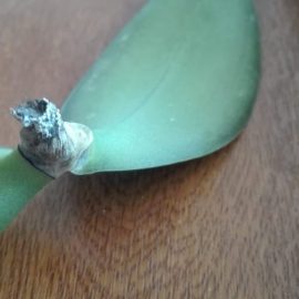 Orhidee phalaenopsis – ciuperca?