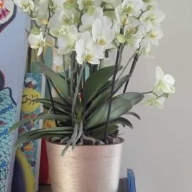 Orhidee phalaenopsis – ciuperca?