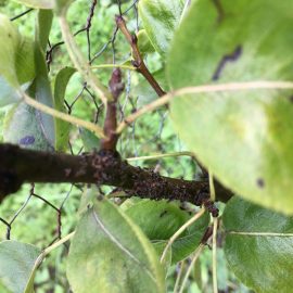 Peri afectati – pete pe frunze, atac de daunatori