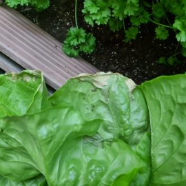 plantele si legumele din balcon au inceput sa se usuce
