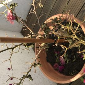 bougainvillea – ii cad florile si frunzele
