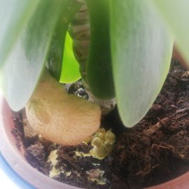 ciuperca galbena plante de apartament