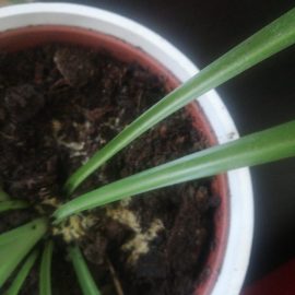 ciuperca galbena plante de apartament