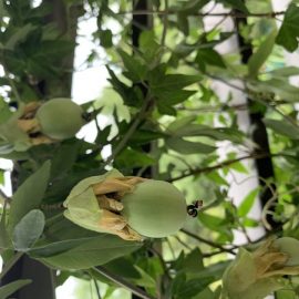passiflora cerulea  – fructe blegite de pe o zi pe alta