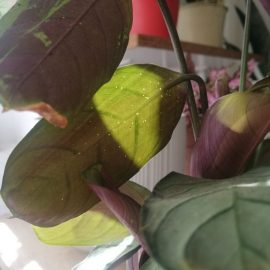 Planta Maranta – puncte transparente pe frunze