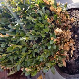 Problema buxus – frunze uscate, atac paduchi lanosi
